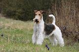 FOX TERRIER 562